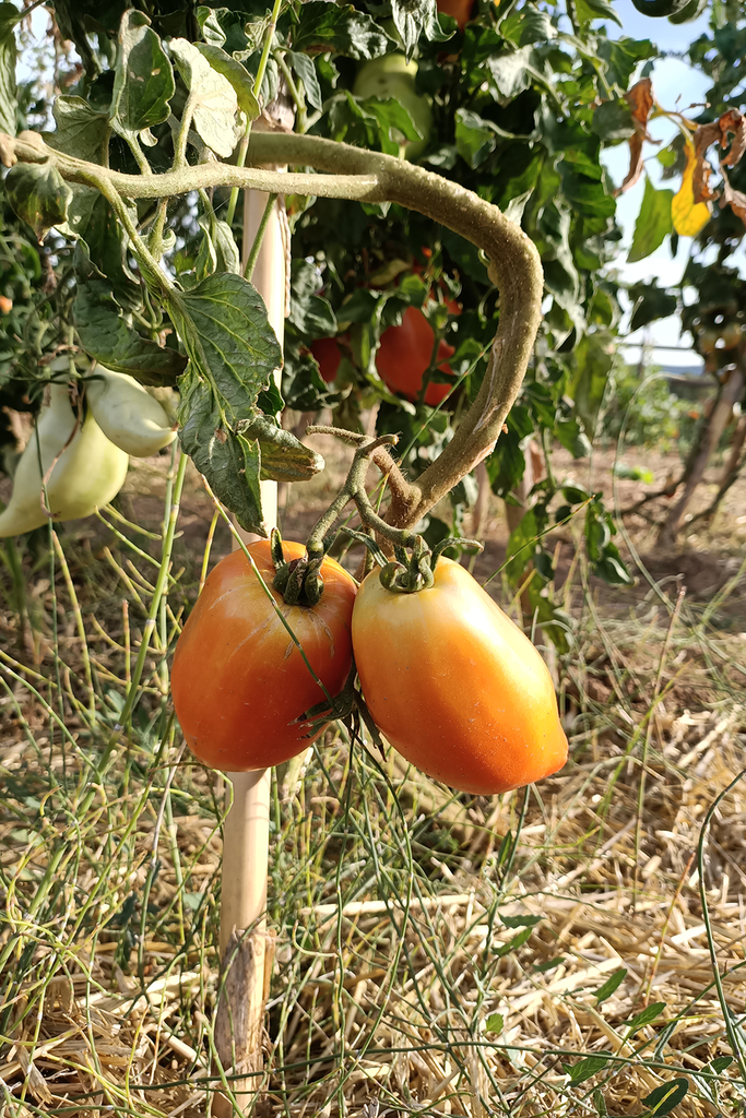 Llavors de tomata Cor de Bou del Ramon