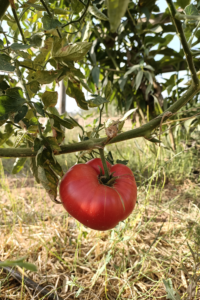 Llavors de tomata rosada de l'horta del Flamisell